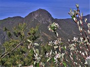 39 Amelanchier ovalis (Pero corvino) in fioritura con vista sul Monte Zucco